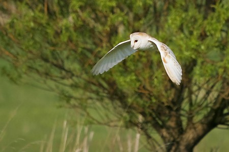 Barn Owl